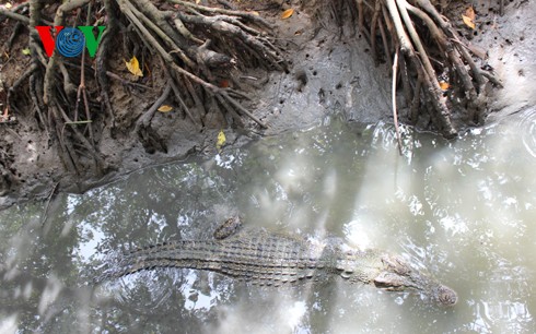 Natural beauty of Can Gio primeval mangrove forest  - ảnh 13